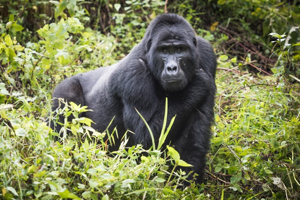 Bwindi-Nationalpark