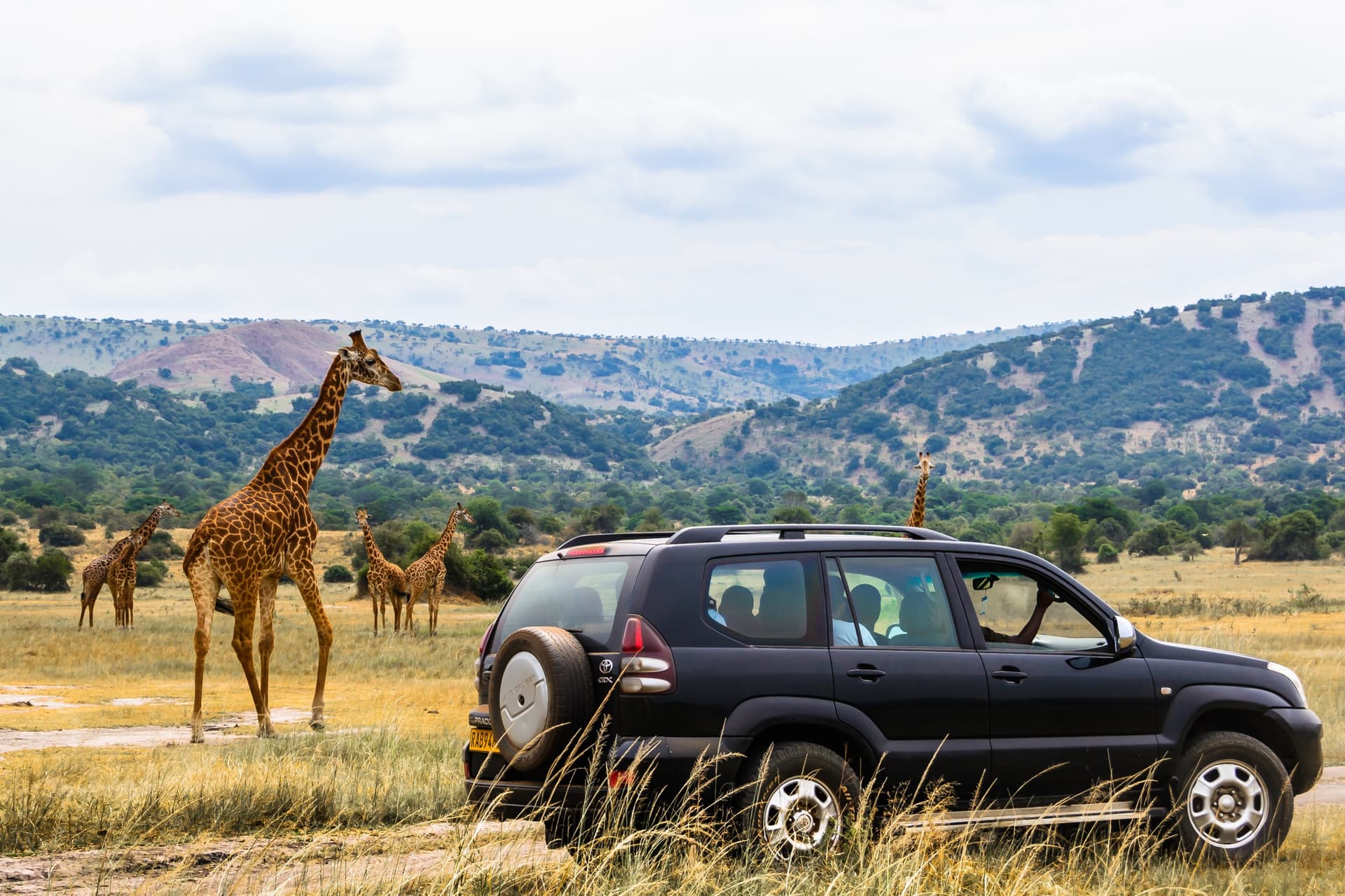 Safari in Rwanda: Wo kann man die Big Five sehen?
