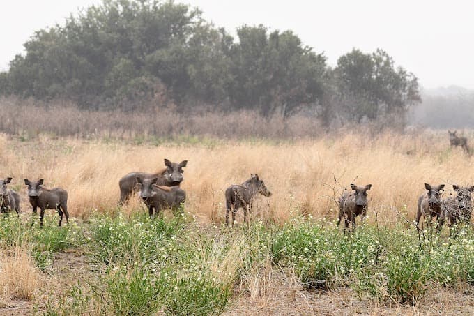 Kabwoya Wildlife Reserve