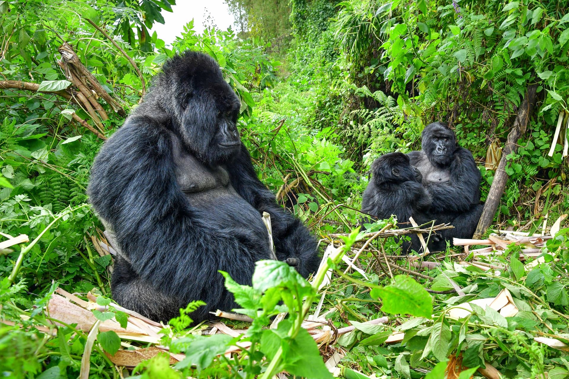 Berggorillas in Ruanda: wo, wann und wie man sie sieht?