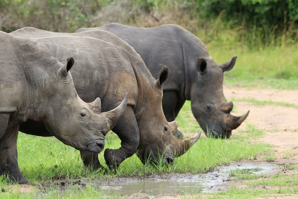 Ziwa-Nashorn-Reservat