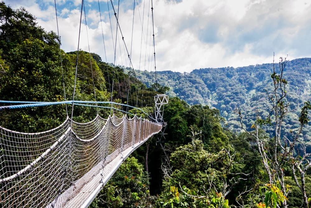 nyungwe national park canopee